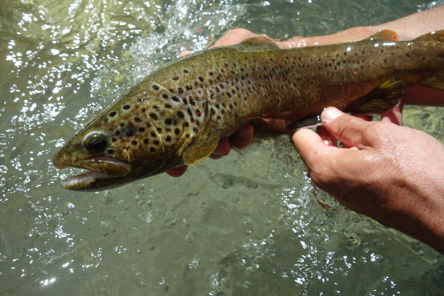 10 conseils pour débuter et se mettre à la pêche à la mouche dans les  rivières de Franche-Comté ou ailleurs